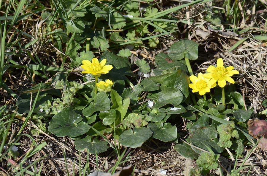 Ranunculus ficaria